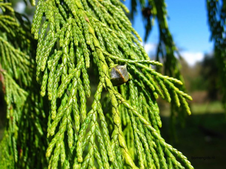Криптомерия японская Cryptomeria japonica