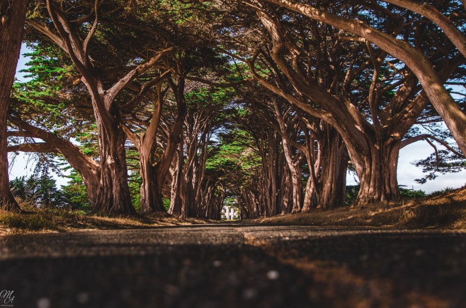 Кипарис дерево