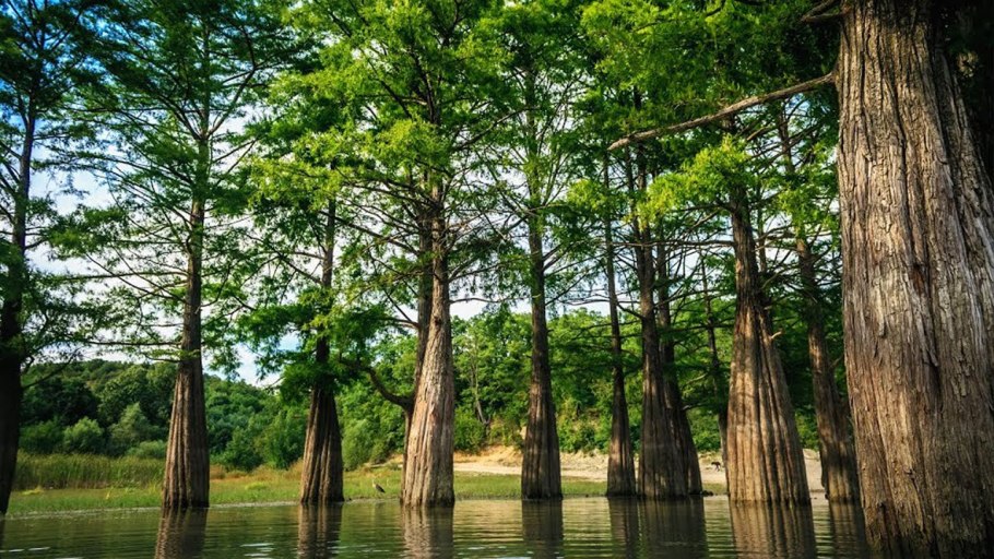 Араукария лиственница