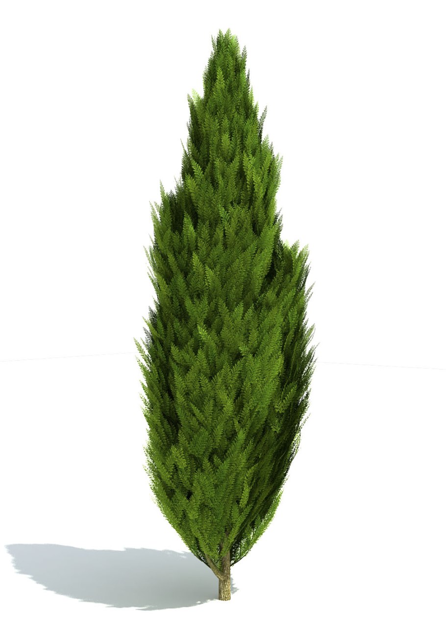 Кипарис Лейланда пирамидальный