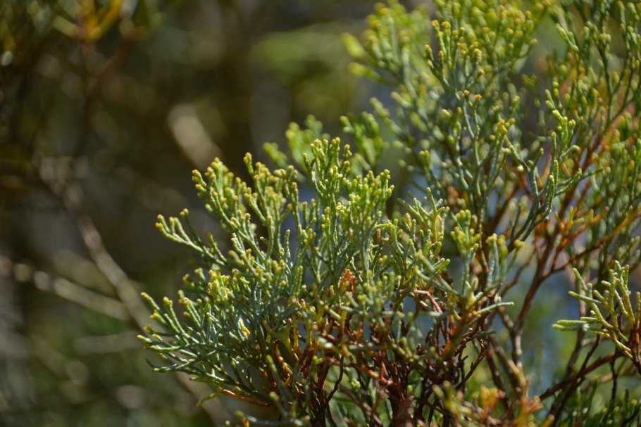 Каллитрис дерево