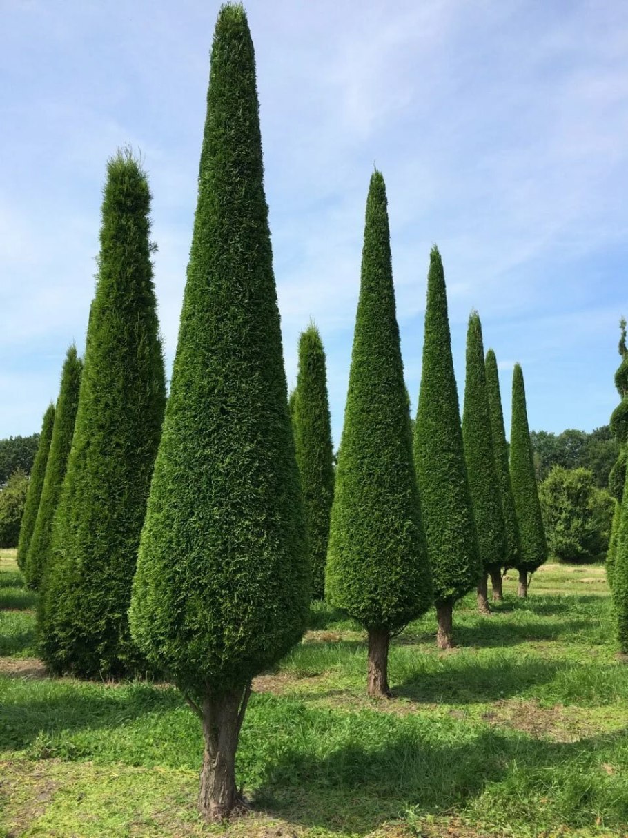 Кипарис вечнозеленый (Cupressus sempervirens)