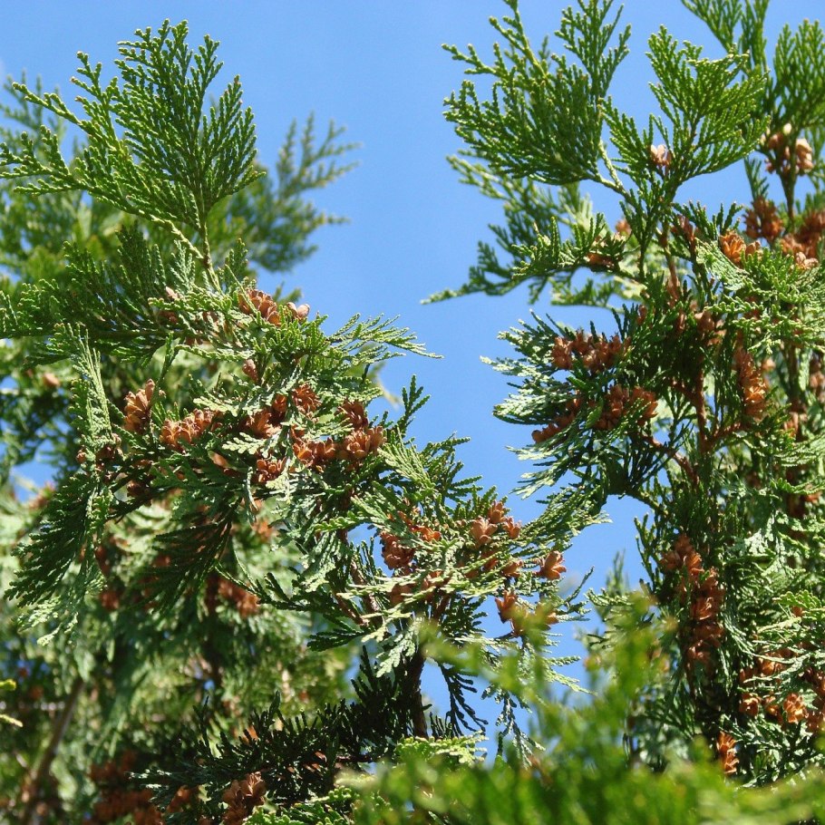 Thuja occidentalis