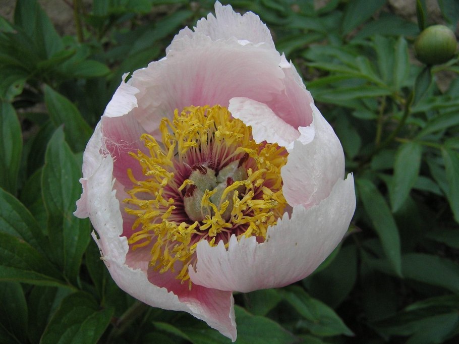 Пион райзинг Сан