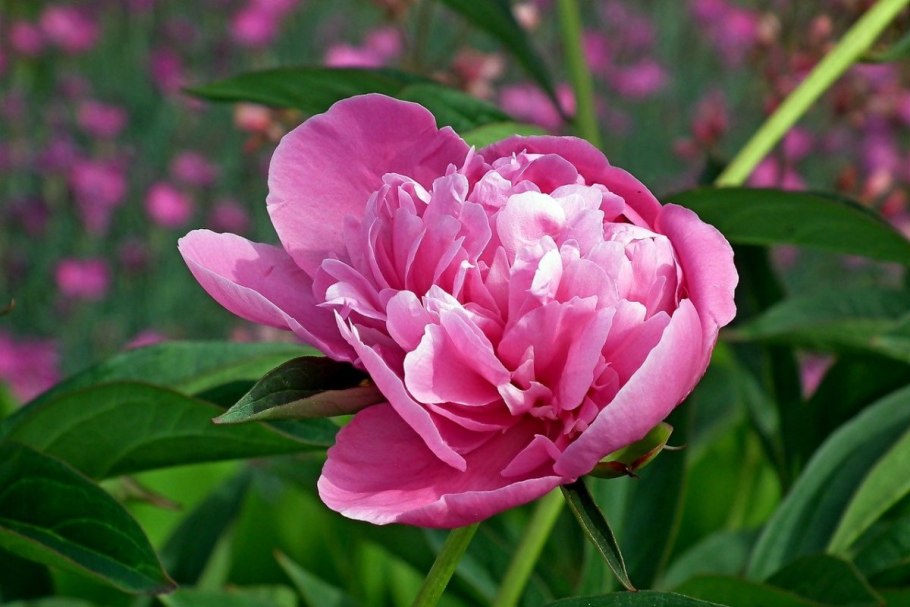 Пион (Paeonia) japonica