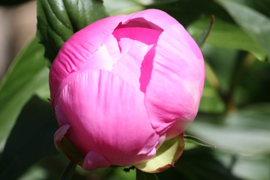 Пион (Paeonia) japonica