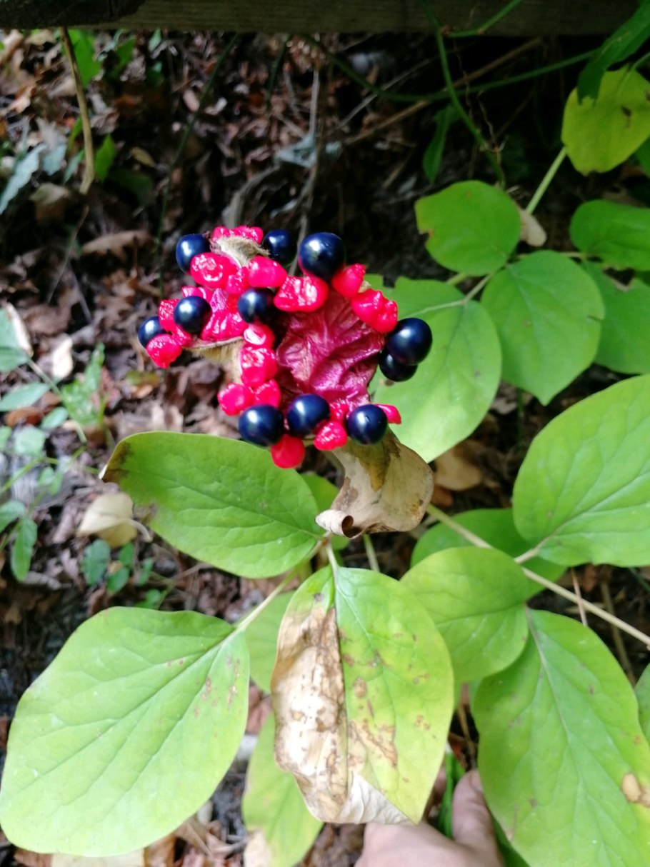 Пион обратнояйцевидный ягоды