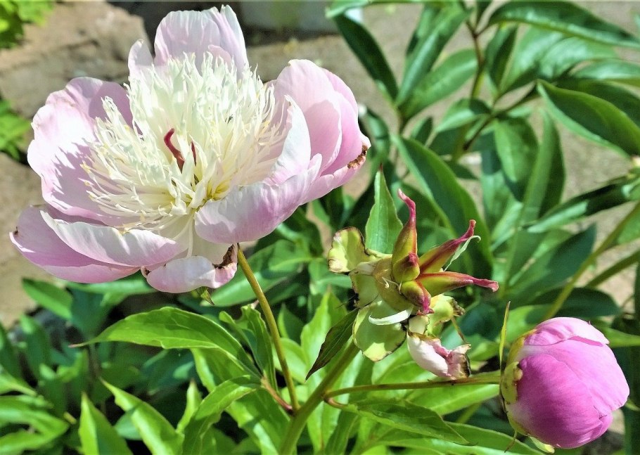 Пион Splendid Cornelia