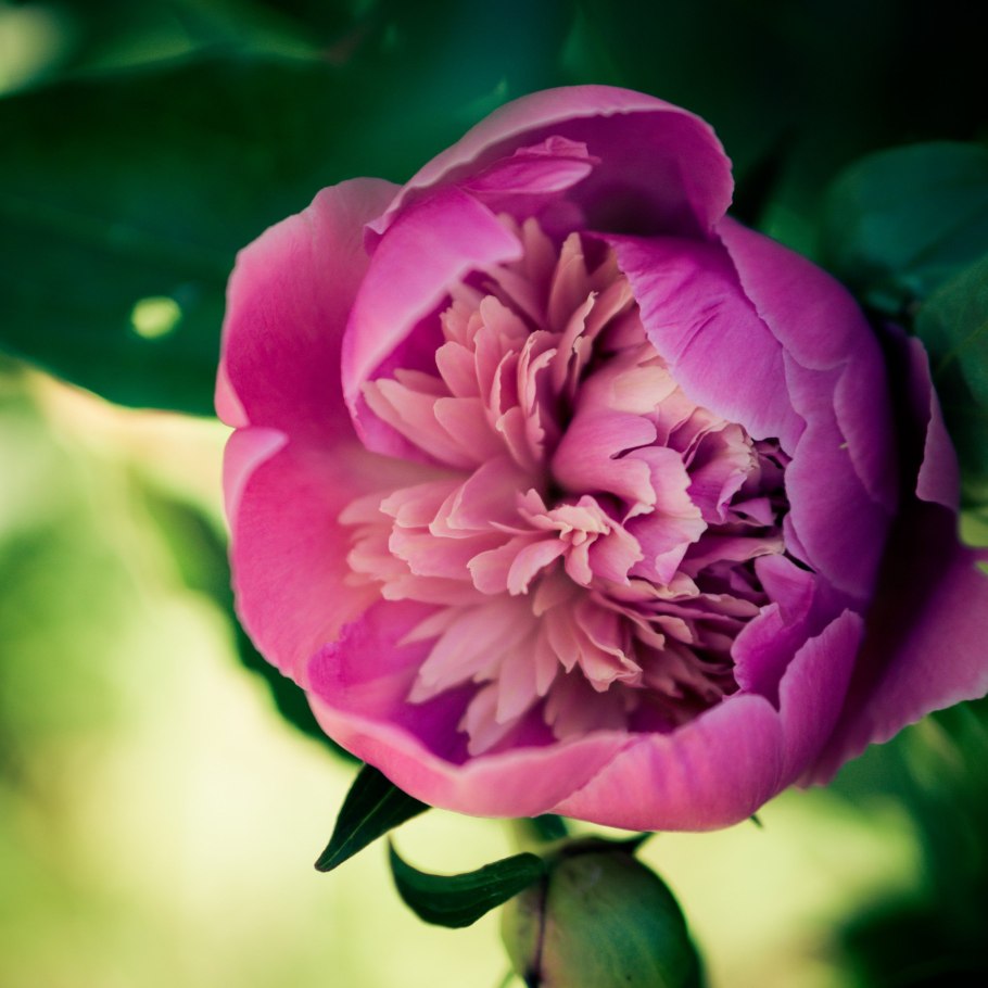 Paeonia willmottiae