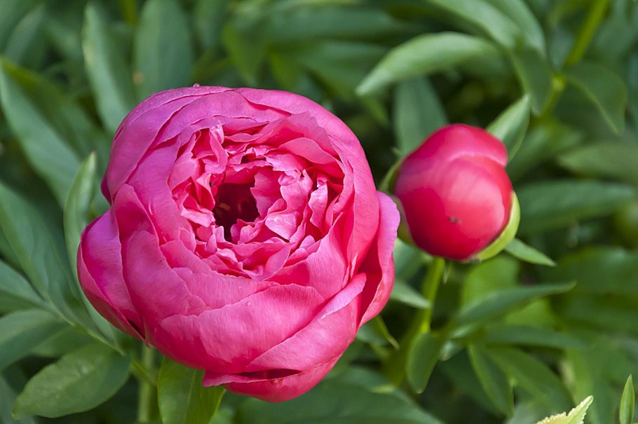 Пион сильвия