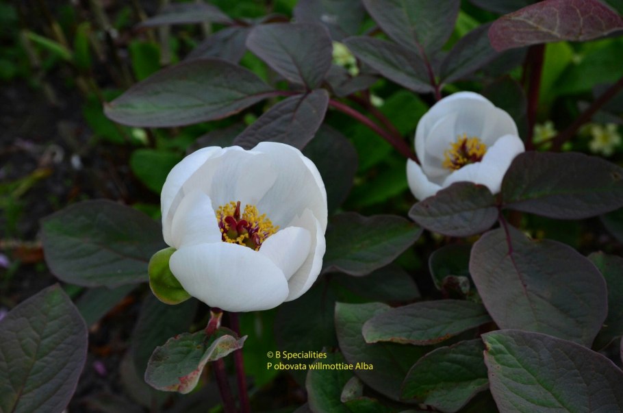 Пион обратнояйцевидный ягоды