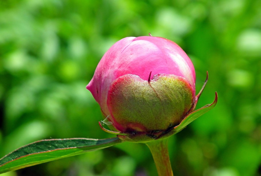 Чашелистик пиона