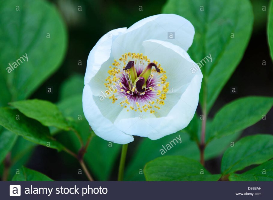 Paeonia obovata