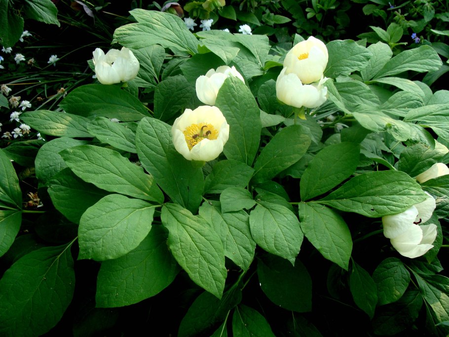 Полубутоны пиона