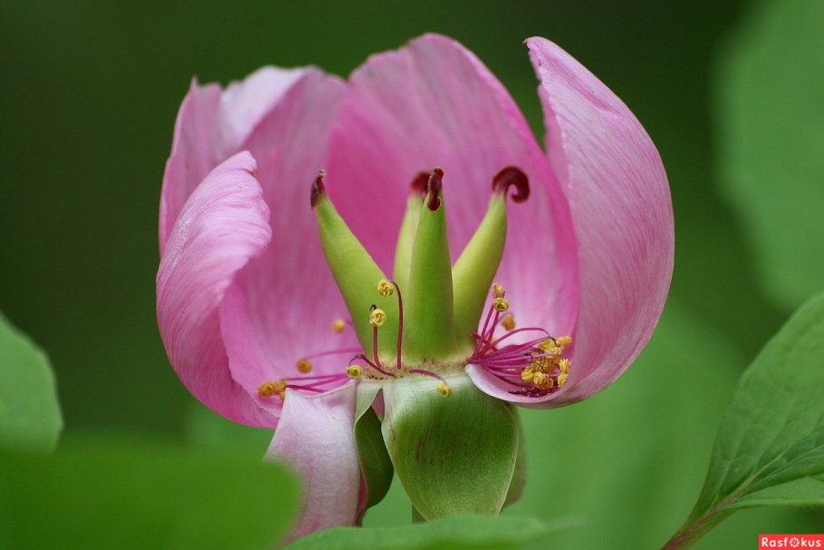 Пион даурский