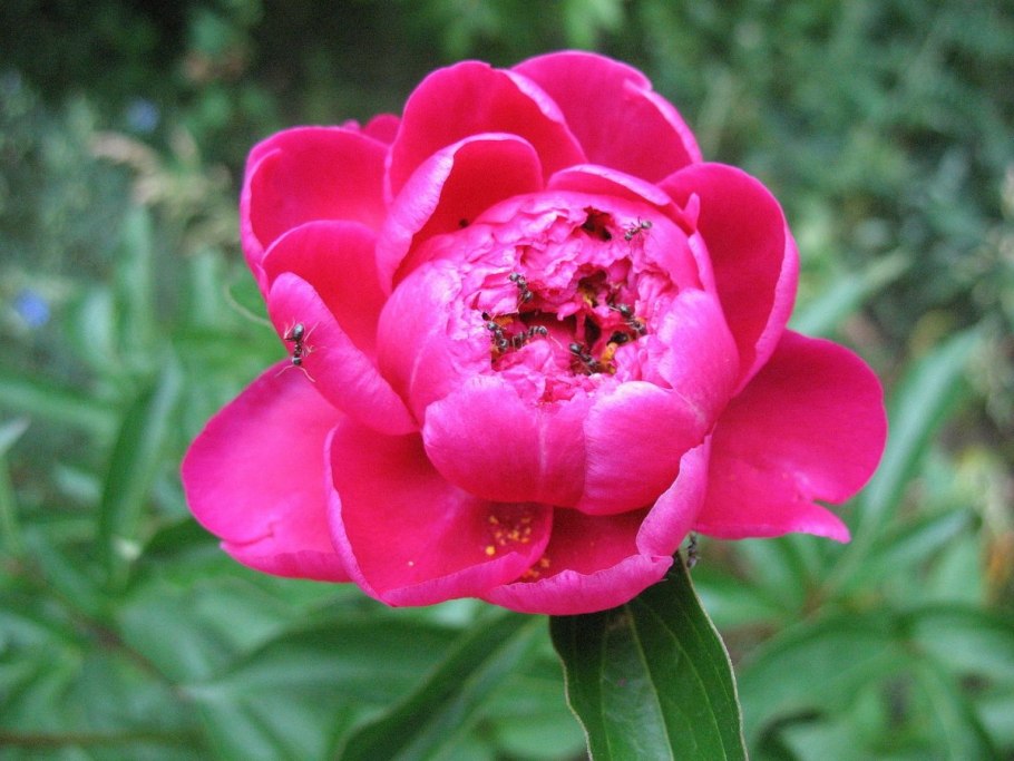 Пион обратнояйцевидный ягоды