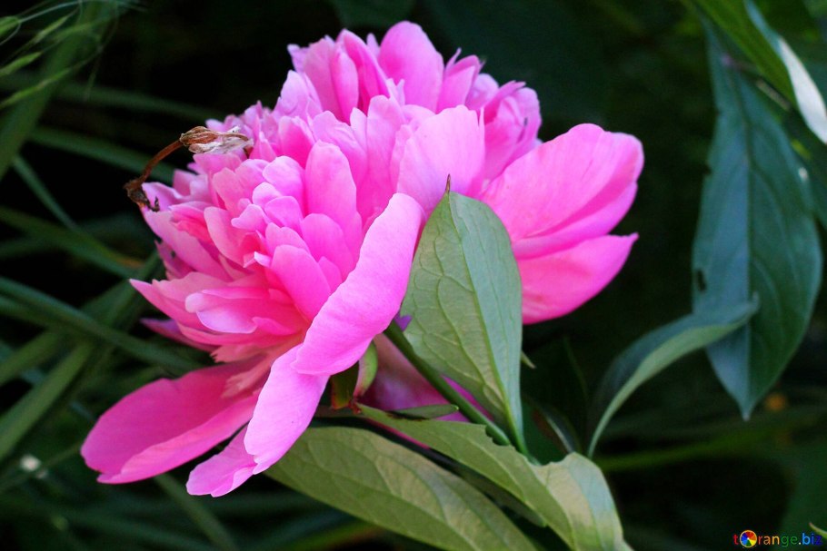 Пион обратнояйцевидный семена