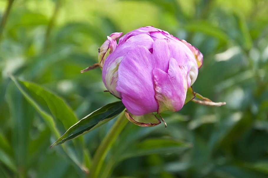 Пестик пиона