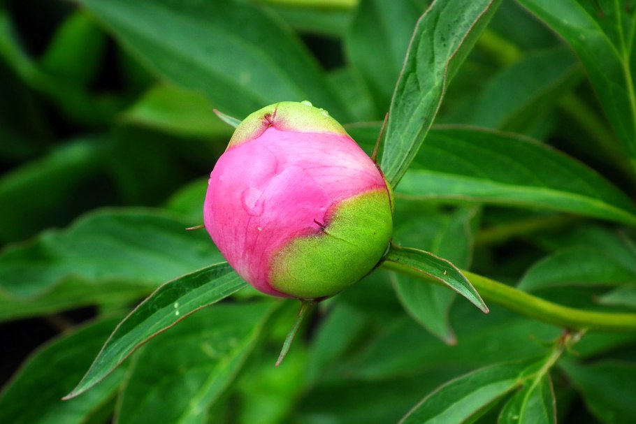 Пион молочноцветковый инспектор Лаверн