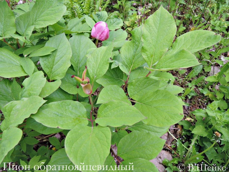 Пион обратнояйцевидный Сахалин