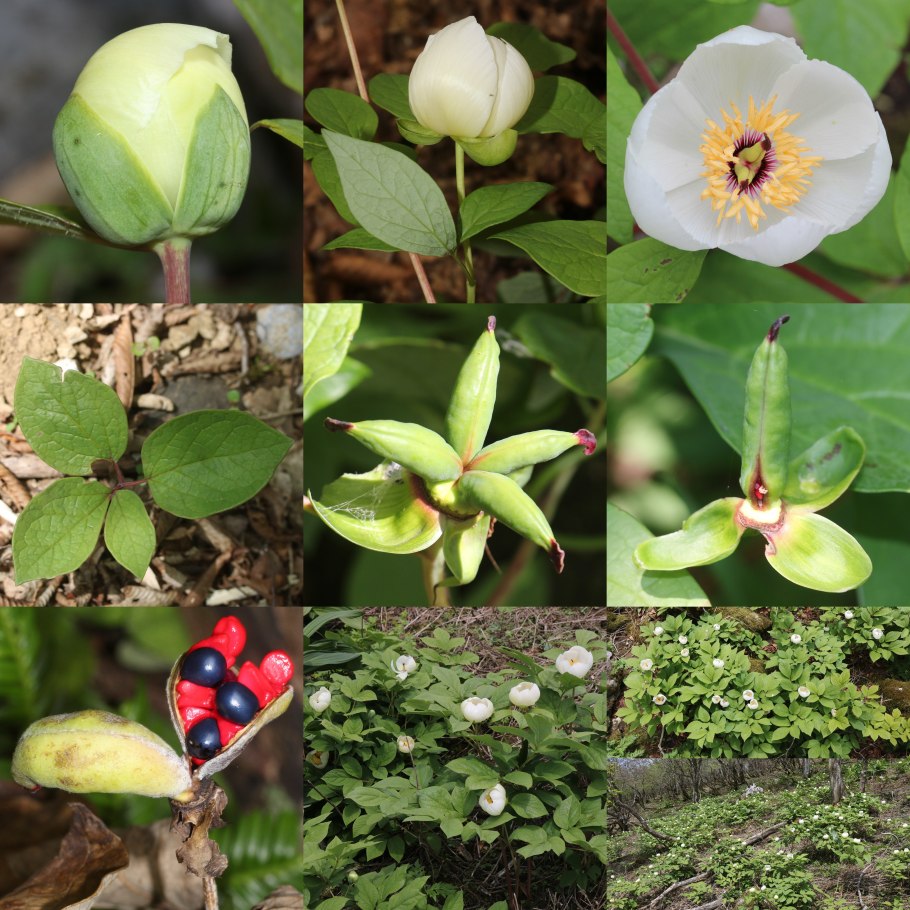 Пион японика