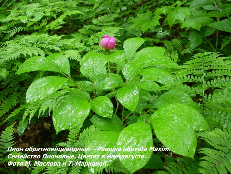 Нераспустившийся бутон пиона