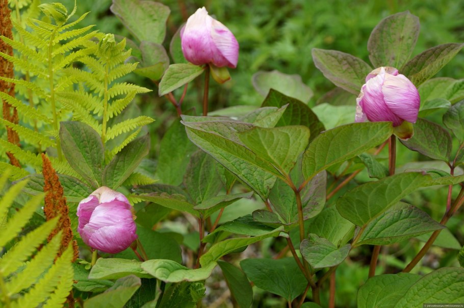 Пион обратнояйцевидный Сахалин