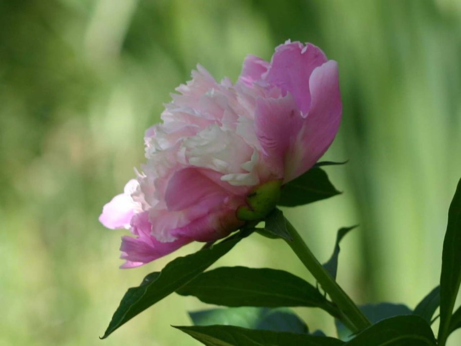 Цветок пион