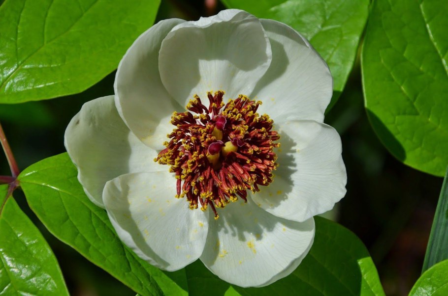 Пион обратнояйцевидный плоды