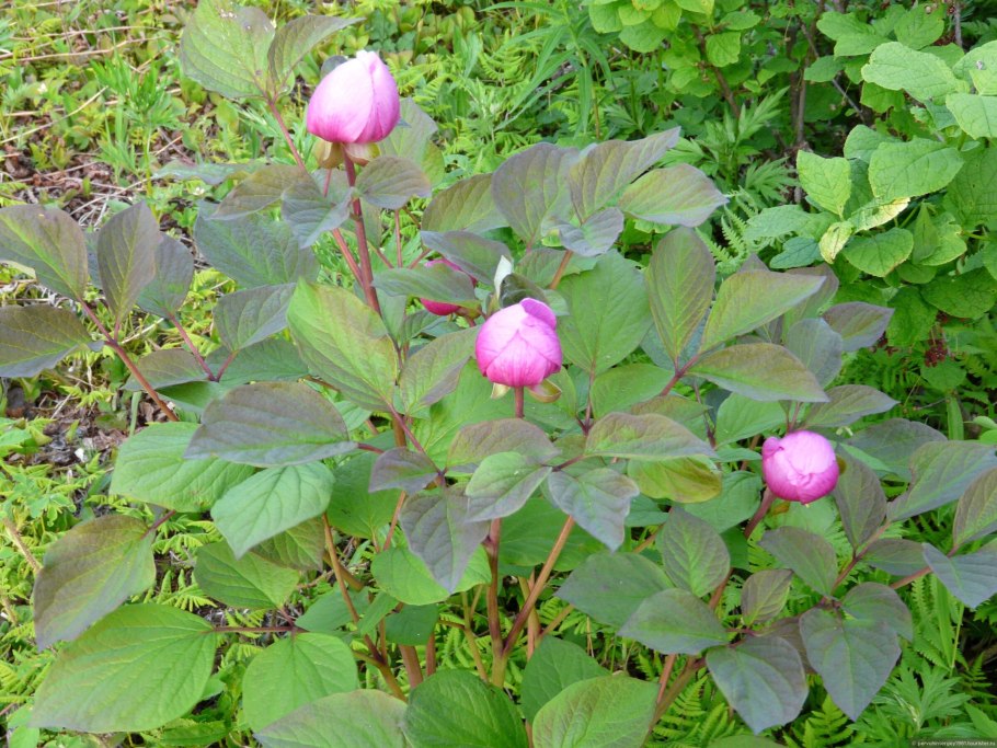 Цветок похожий на мини пион