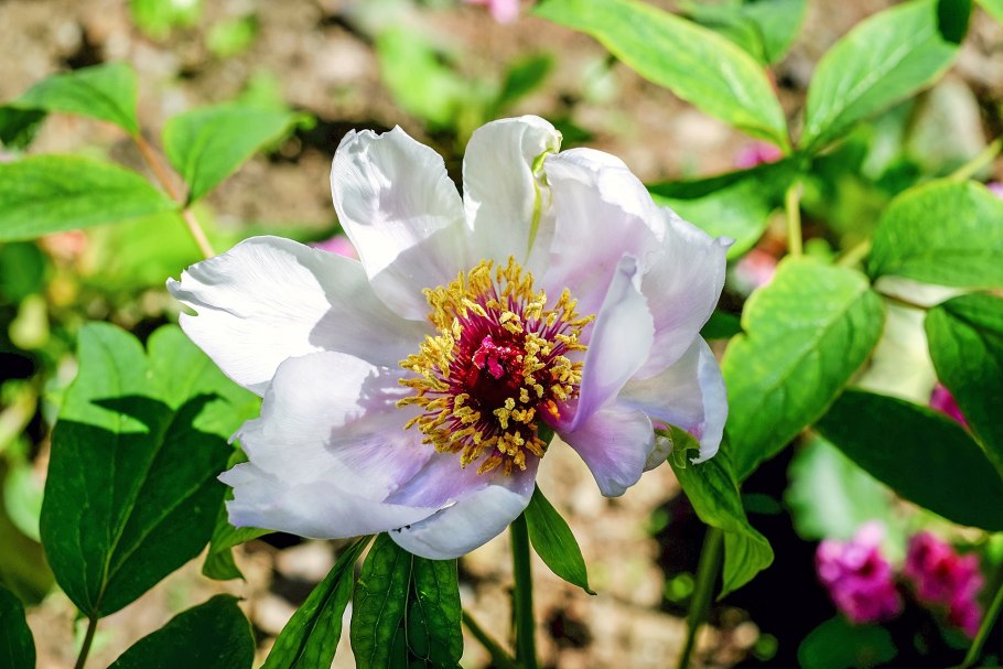 Пион Делавея фото