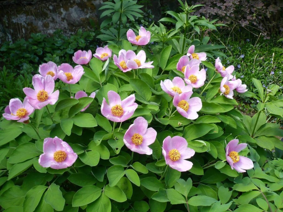 Пион обратнояйцевидный в Крыму