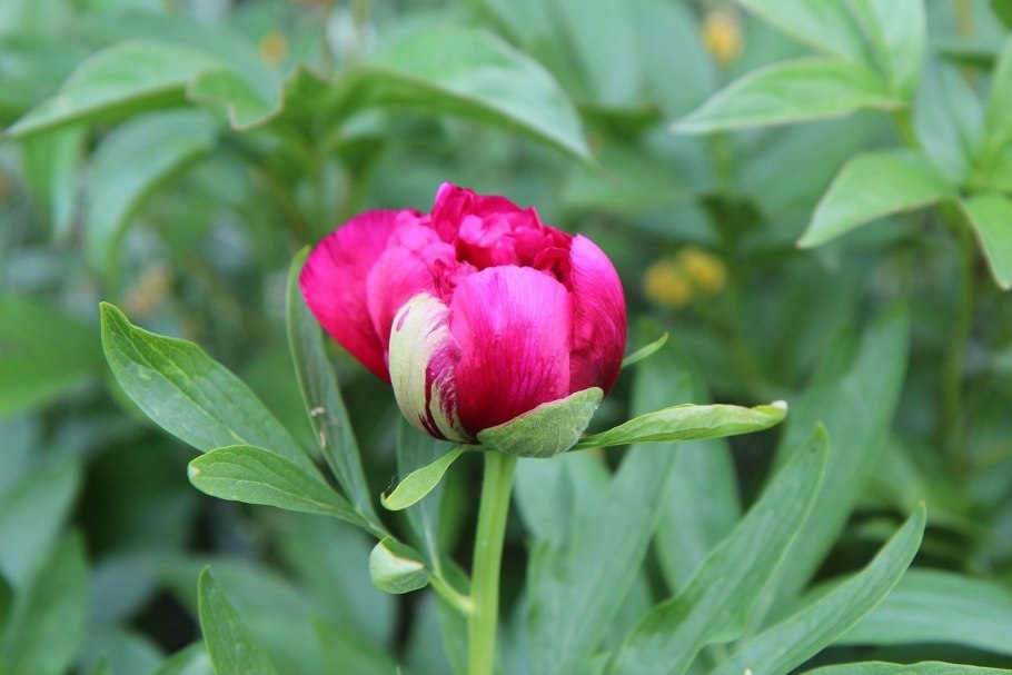 Бутон розового пиона