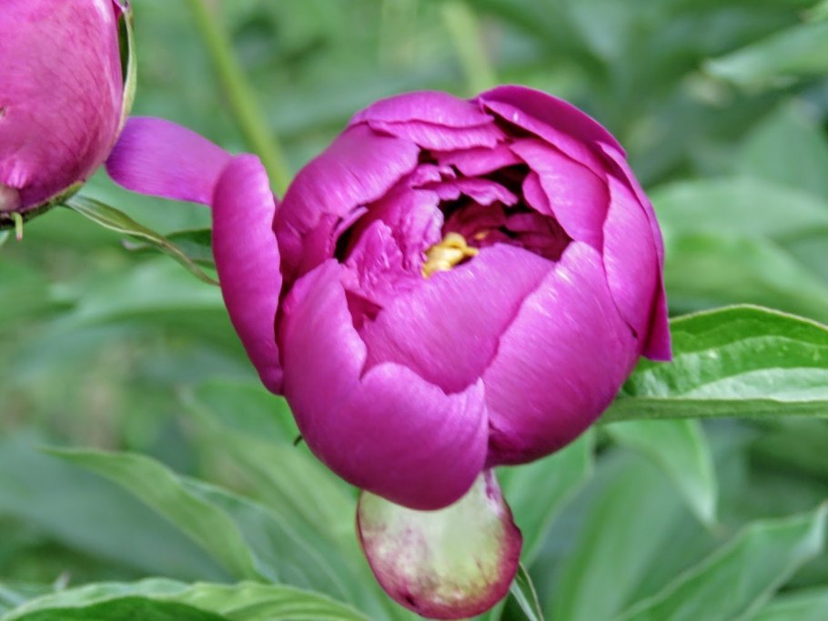 Бутон пиона