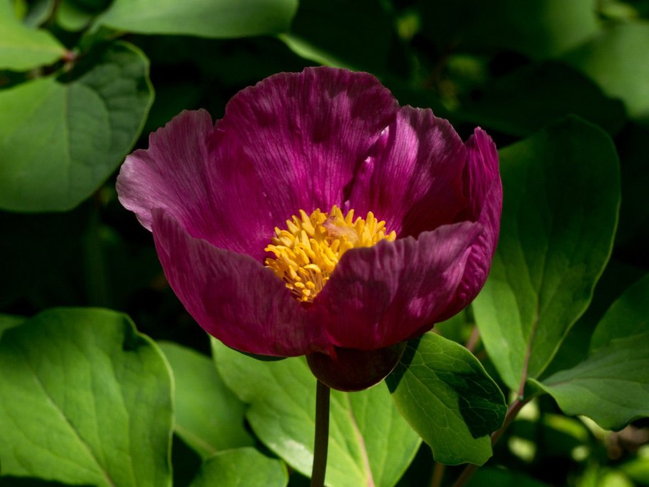 Пион кавказский