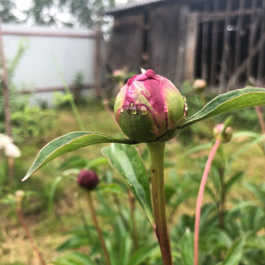 Цветок пион