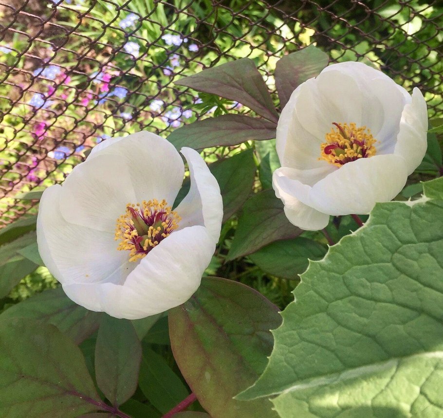 Paeonia wittmanniana