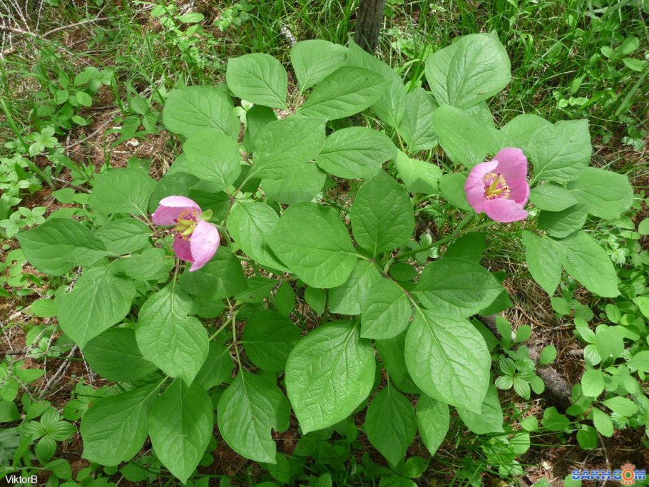 Пион горный Paeonia oreogeton