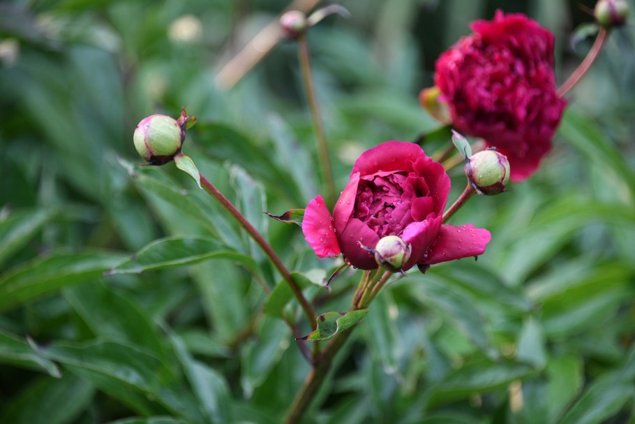 Пион делавея (paeonia delavayi)