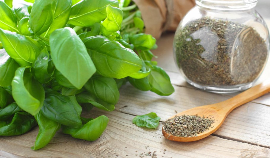 Рогоз узколистный