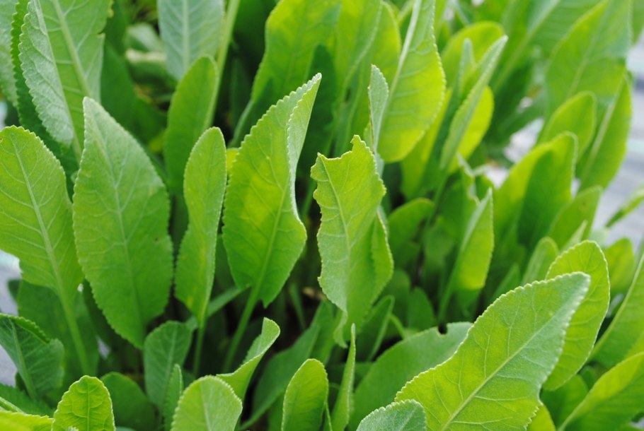 Пижма бальзамическая кануфер