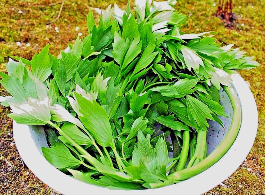 Цианотис сомалийский