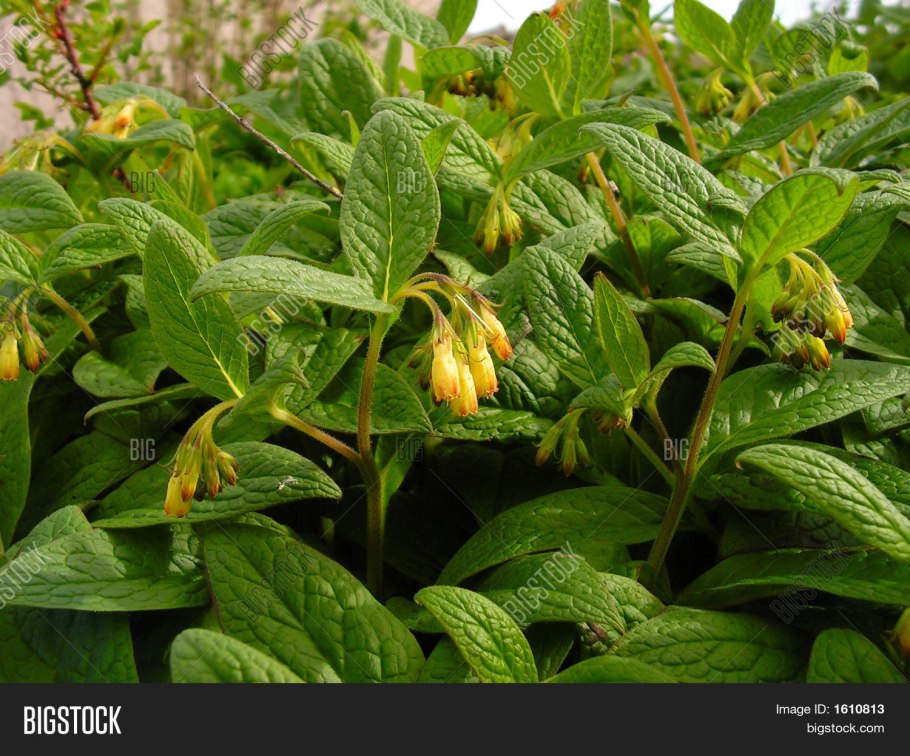 Горький лопух