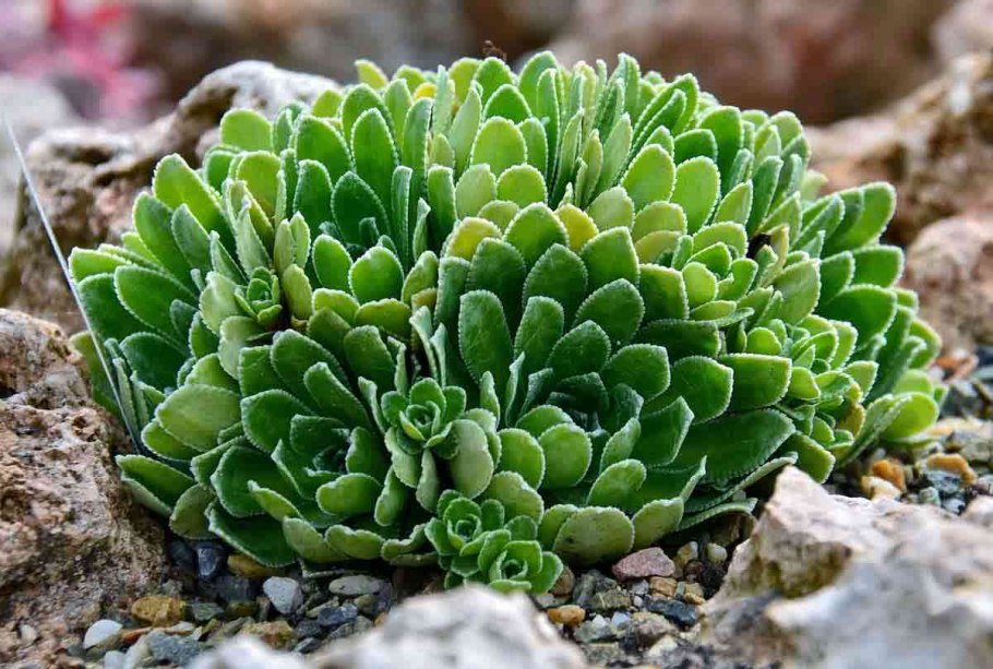 Buxus sempervirens самшит