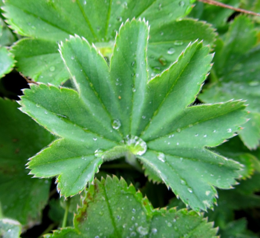 Длинные листья