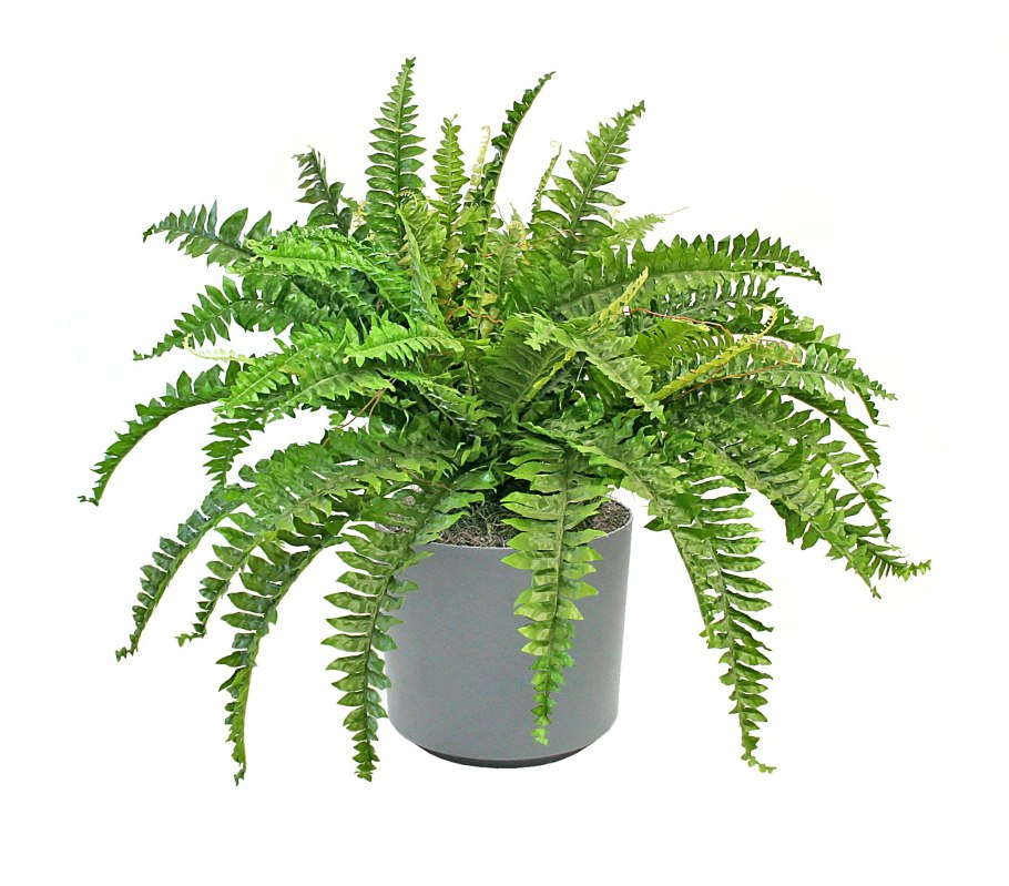 Белокопытник обыкновенный