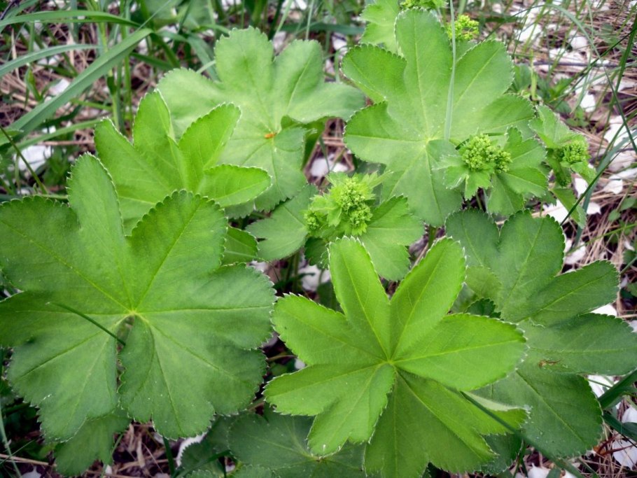 Рогоз широколистный и камыш