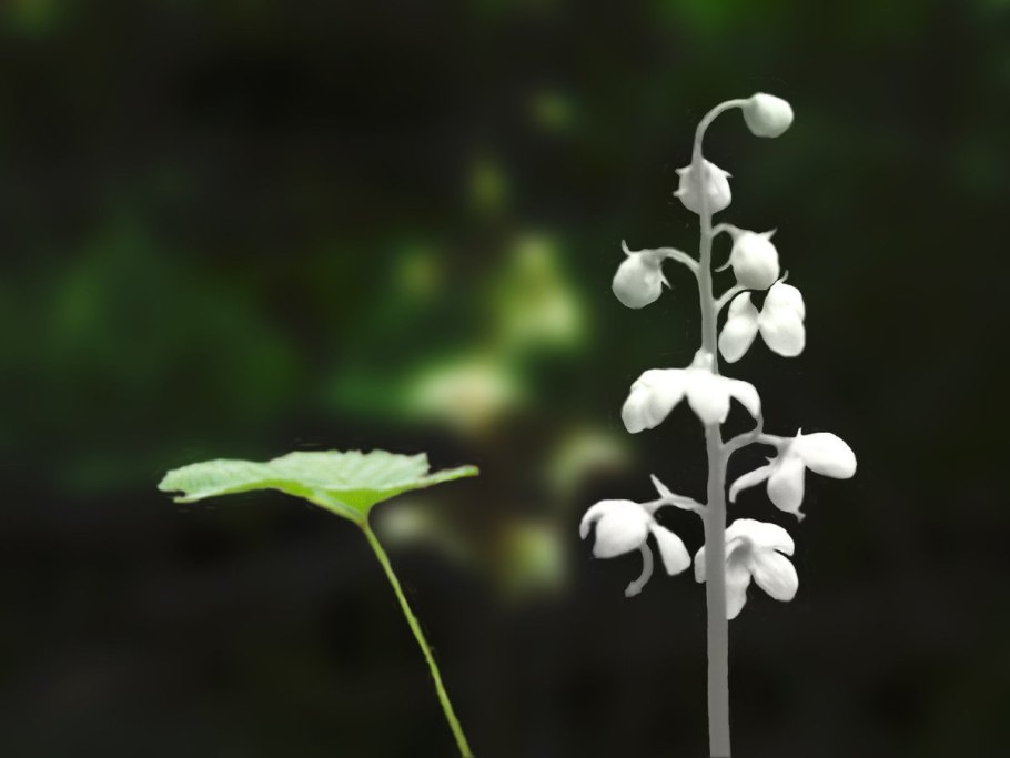 Топиар кизильник блестящий