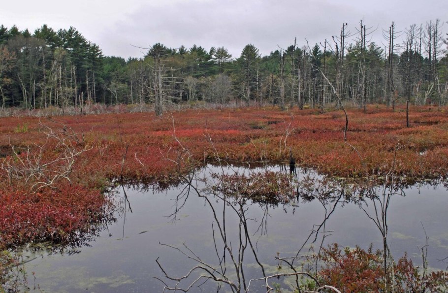 Блудово болото и клюква