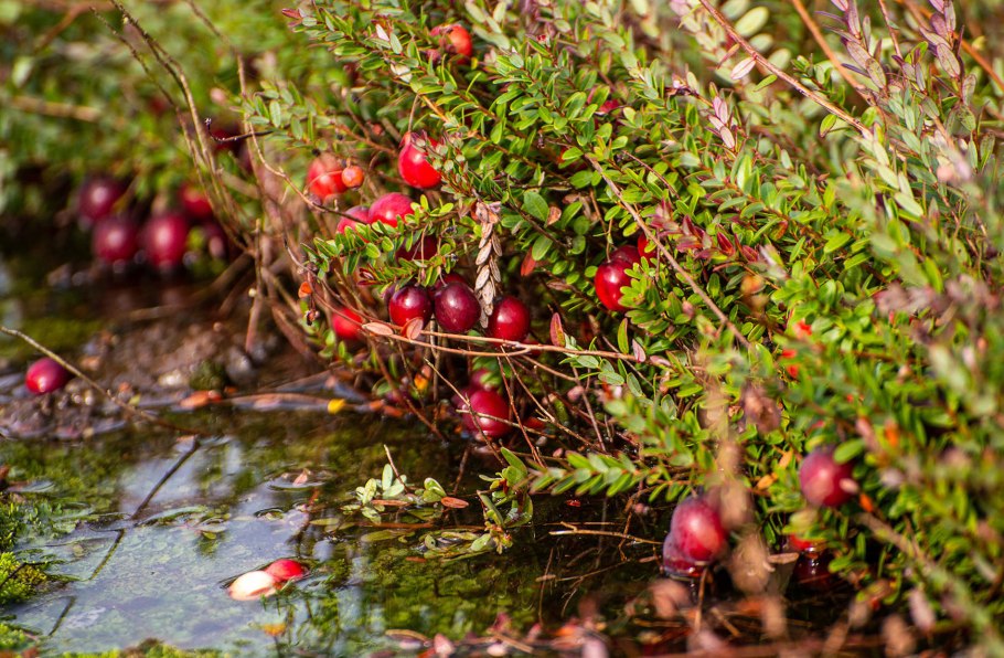 Клюква дерево